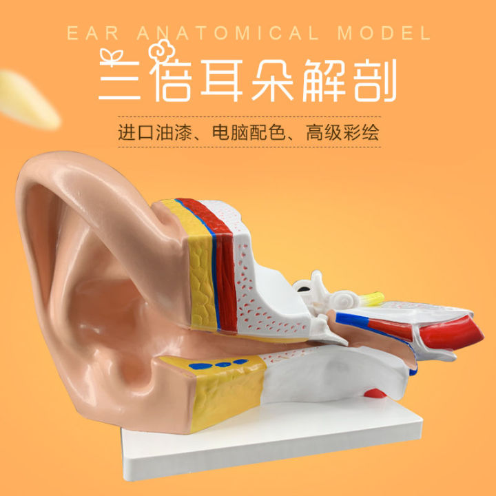 หูกายวิภาคของหูแบบตั้งโต๊ะภายนอกกลางและภายในหูระบบการได้ยินโครงสร้างหูหูซิลิโคนหู