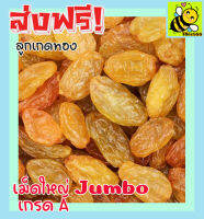 ส่งฟรี!! ขนาด 500 กรัม ลูกเกดเหลืองไซล์จัมโบ้ เกรด A ลูกเกด ลูกเกดเหลือง Yellow Raisins, Sile Jumbo ลูกเกดทองเม็ดใหญ่ ลูกเกดอบแห้ง ลูกเกดสีทองผลไม้รวมอบแห้ง ผลไม้อบแห้ง ลูกเกด ผลไม้แช่อิ่ม