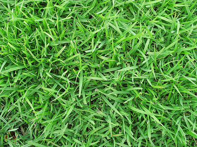ขายส่ง เมล็ดหญ้าญี่ปุ่น Japanese Lawn Grass  Zoysia japonica Kerean Lawngrass หญ้าปูสนาม สนามหญ้า หญ้าญี่ปุ่น พืชตระกูลหญ้า เมล็ดพันธ์หญ้า 1 ออนซ์