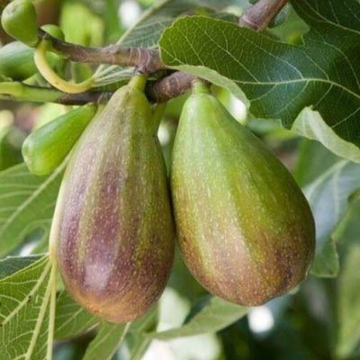 Figs ต้นมะเดื่อฝรั่ง พันธุ์ BrunSwick (บันสวิค) อร่อย หวาน หอมมากๆ ต้นสมบูรณ์มาก รากแน่นๆ จัดส่งพร้อมกระถาง 6 นิ้ว ลำต้นสูง 45-50 ซม ต้นไม้แข็งแรงทุกต้น