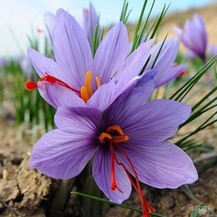 Medicinal Saffron Seed Pellet Saffron Crocus ColdResistant Flower