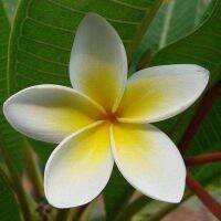 30 เมล็ดพันธุ์ Garden Seeds เมล็ด.ลั่นทม หรือ ลีลาวดี สายพันธุ์แคระ Frangipani Plumeria Seed นำเข้าจากฮาวาย อัตราการงอกสูง 80-85%