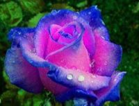 30 เมล็ด เมล็ดพันธุ์ กุหลาบ สีฟ้า-ม่วง Rose Seed ดอกใหญ่ นำเข้าจากต่างประเทศ พร้อมคู่มือ เมล็ดสด