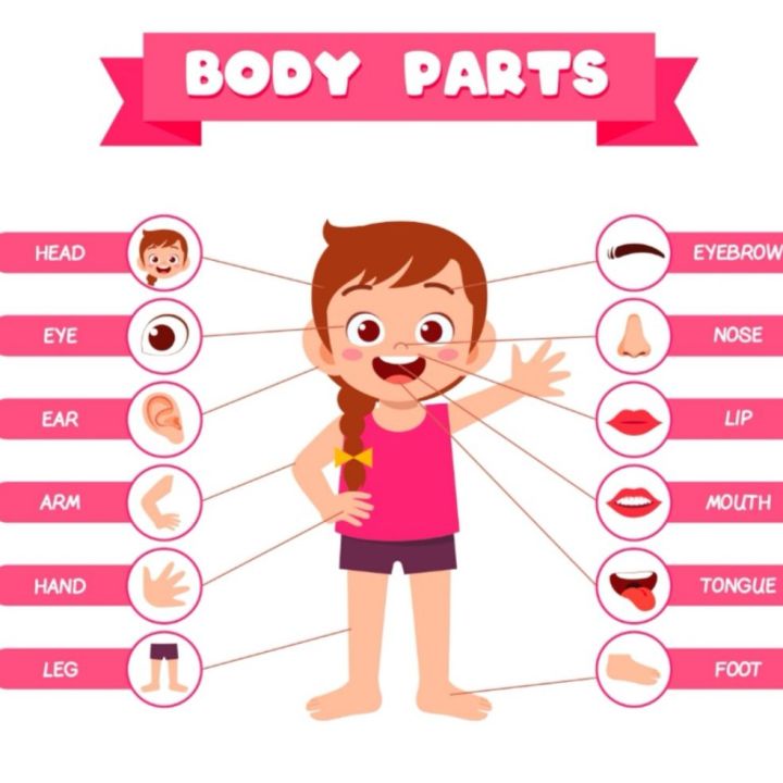 Laminated Parts of the Body Chart | Lazada PH