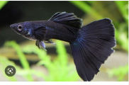 1 CẶP CÁ BẢY MÀU GUPPY FULL BLACK