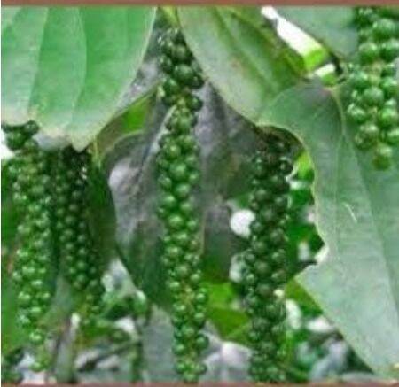 【GW】Lada hitam hybrid / pokok lada hitam/anak pokok lada hitam | Lazada