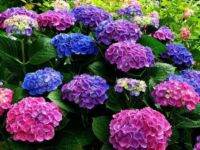 20 เมล็ด เมล็ดไฮเดรนเจีย Hydrangea Seed  เรนโบว์ คละสี ไฮเดรนเยียสายพันธุ์ฝรั่งเศส   อัตราการงอก 70-80% มีคู่มือปลูก