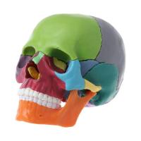 15 4D ถอดสีกะโหลกกายวิภาครุ่น Human Medicine Skull Anatomy Head การศึกษาอุปกรณ์การสอน Skull Skel