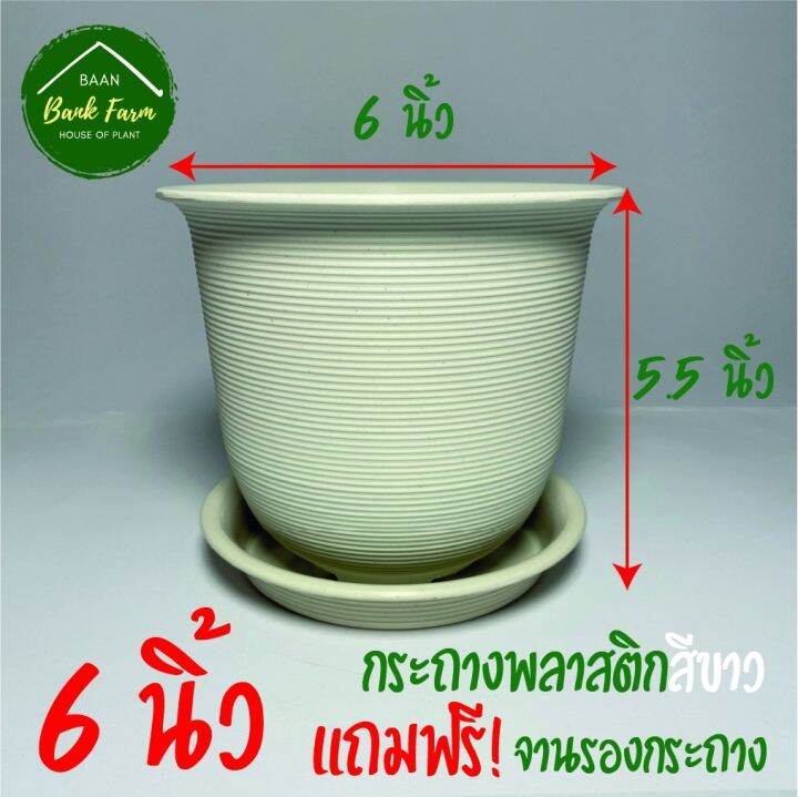 กระถางญาญ่า6นิ้ว-1ใบ-ฟรี-จานรองกระถาง-กระถางราคาถูก-กระถางพลาสติก-กระถางต้นไม้-เกลียวญี่ปุ่น-l-บ้านแบงค์ฟาร์ม