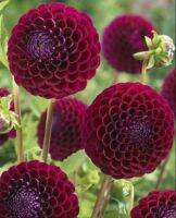 รักเร่ Dahlia Bulb สายพันธุ์ Black Pompon 1 หัว/ออเดอร์ หัวรักเร่ ดอกไม้ หัวหน่อ นำเข้า เหง้า เนเธอร์แลน หัวสดใหม่