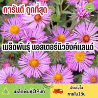 ถูกที่สุด เมล้ดพันธุ์ ดอกแอสเตอร์นิวอิงค์แลนด์