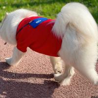 ป้องกันสุนัขลาบราดอร์ Samoyed สุนัขขนาดใหญ่เสื้อผ้าฤดูใบไม้ผลิและฤดูใบไม้ร่วง Shiba Inu เสื้อผ้าฤดูใบไม้ร่วงขนสีทองแบบบาง