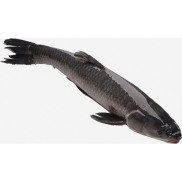 Cá trắm sống 2-2.5 kg con