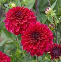 1 หัว/ออเดอร์ รักเร่ Dahlia Bulb สายพันธุ์ STRONGFIRE หัวรักเร่ ดอกไม้ หัวหน่อ เหง้า นำเข้า เนเธอร์แลน หัวสดใหม่