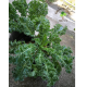 ผักเคลใบหยิก (Curl Leaf Kale) คะน้าเคล คะน้าใบหยิก ผักที่ดีต่อสุขภาพ จัดส่งแบบต้นนะคะ