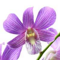 30 เมล็ดพันธุ์ เมล็ดดอกกล้วยไม้  กล้วยไม้สกุลหวาย (Dendrobium) Orchid flower seeds อัตราการงอก 80-85%