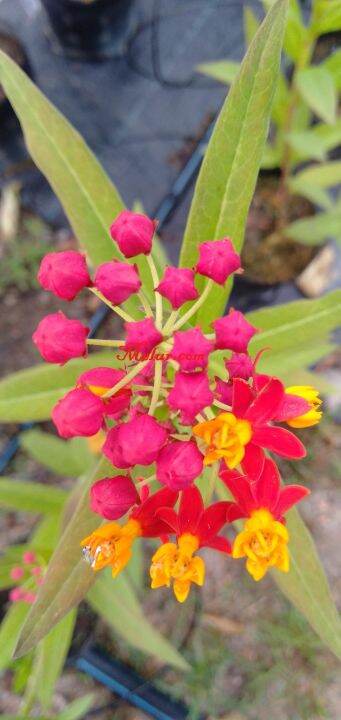 MDC- Asclepias currasiva Silky Deep Red Live Plant /Anak pokok Kembang ...