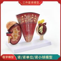 Kidney and urinary tract anatomy of human kidney nephron glomerular model model model of kidney