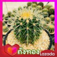 ถังทอง (Golden Barrel Cactus) ส่งทั้งกระถาง