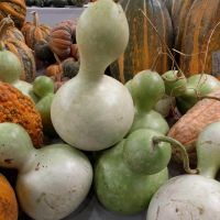 20 เมล็ดพันธุ์ Home Plant Seed เมล็ด น้ำเต้า น้ำเต้าเซียน น้ำเต้า (Bottle Gourd Seed) อัตราการงอกของเมล็ด 80-85%