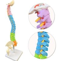 45cm Flexible Human Spinal Column Vertebral Lumbar Curve Anatomical Model Anatomy Spine Medical Teaching Tool