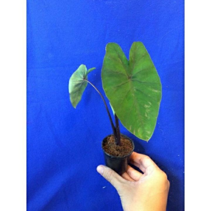 บอนนาด่าง-ก้านดำ-ด่างๆ-colocasia-esculenta-aquatilis-hasskvariegated-บอนนาไทยด่าง-siam-ด่างสวยงามมาก-1-ต้น-แพ็ค