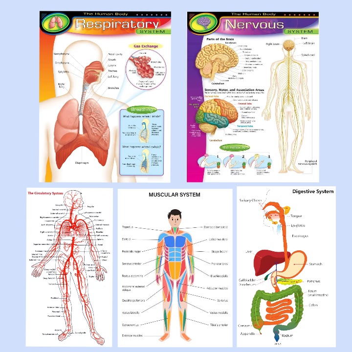 Nervous, Respiratory, Digestive, Skeletal, Muscular System Charts for ...