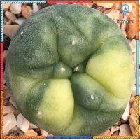 สวยที่สุด #นางฟ้า สวยทั้งเต้าดีทั้งลาย Rare item ลายด่างกระจายสวยมาก????‍♀️ Lophophora Diffusa koike variegata ยอดขายดีอันดับหนึ่ง