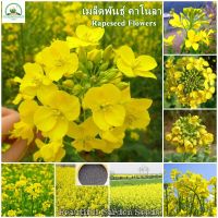 เมล็ดพันธุ์ คาโนลา Canola Rape Seed Flower Seeds for Planting Flowers ต้นดอกไม้สวยๆ เมล็ดดอกไม้ พันธุ์ดอกไม้ ไม้ดอก บอนไซ ต้นไม้ ฟอกอากาศ พันธุ์ไม้ดอก เมล็ดพันธุ์ ดอกไม้จริง ของแต่งสวน ​เมล็ดพันธุ์แท้ 100% ปลูกง่าย ปลูกได้ทั่วไทย บรรจุ 200 เมล็ด