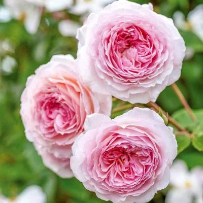 30 เมล็ด เมล็ดพันธุ์ James Galway สายพันธุ์อังกฤษ ดอกกุหลาบ นำเข้าจากอังกฤษ ดอกใหญ่ พร้อมคู่มือปลูก English Rose seed