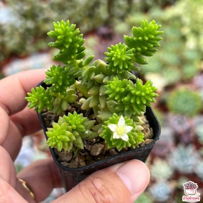 HOT** Sedum spiral staircase ไม้อวบน้ำ กุหลาบหิน cactus&succulentหลากหลายสายพันธุ์ ส่งด่วน พรรณ ไม้ น้ำ พรรณ ไม้ ทุก ชนิด พรรณ ไม้ น้ำ สวยงาม พรรณ ไม้ มงคล