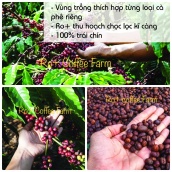 Cà phê Gu Vừa nguyên chất rang mộcpha phin pha máy từ ROPLUS COFFEE