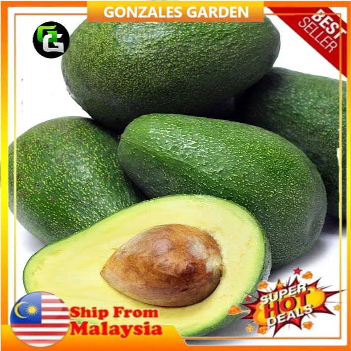 Anak Pokok Avocado Peter Hass Hybrid Import Dari Thailand | Lazada