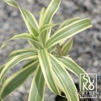 ซองออฟอินเดีย (Song of India | Dracaena Reflexa) | 20 - 30 ชม. | ขายในถุง | ไม้ประดับ | ต้นไม้ฟอกอากาศ