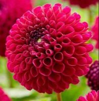 1 หัว/ชุด รักเร่ Dahlia Bulb สายพันธุ์ ADDISON หัวรักเร่ ดอกไม้ หัวหน่อ เหง้า นำเข้า เนเธอร์แลน หัวสดใหม่