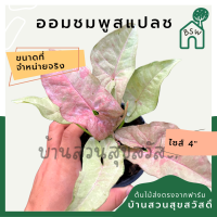 ออมชมพูพิ้งค์สแปลช กระถาง 4 นิ้ว syngonium สีสวยหวาน pink splash