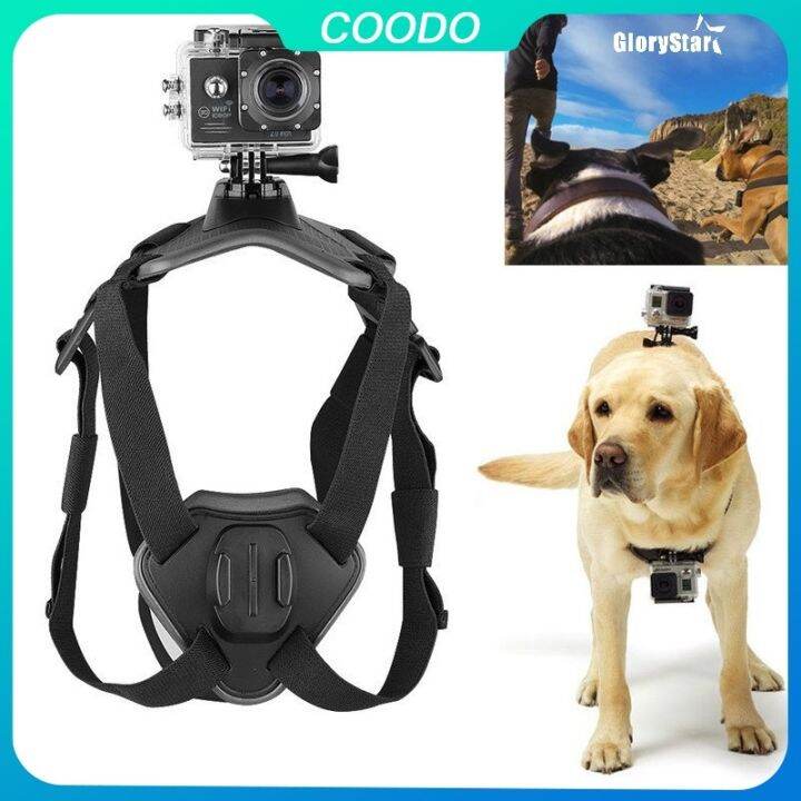 dog mounted gopro