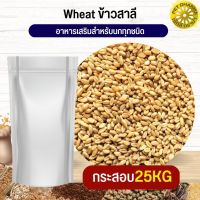 ข้าวสาลี Wheat Rice เพาะได้ อาหารนก กระต่าย หนู กระต่าย กระรอก ชูก้า และสัตว์ฟันแทะ สะอาดได้คุณภาพ (กระสอบ 25KG)