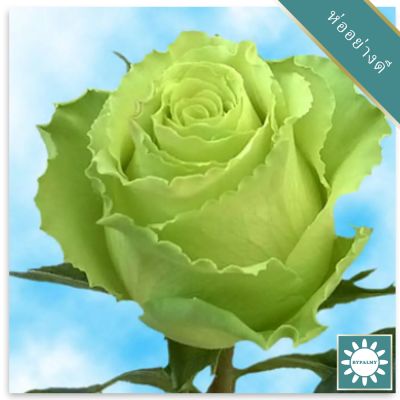 30 เมล็ด เมล็ดพันธุ์ กุหลาบ สีเขียวมิ้นท์ Rose Seeds ดอกใหญ่ นำเข้าจากต่างประเทศ พร้อมคู่มือ เมล็ดสด ใหม่