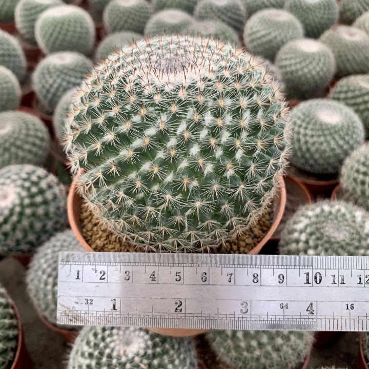 plants-center-พร้อมส่ง-กระบองเพชร-แคคตัส-cactus-mammillaria-hahnian-7-8cm-หรือ-แคคตัสแม่เฒ่า-แมมแม่เฒ่า