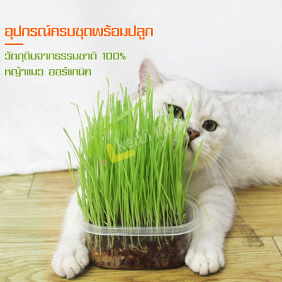 เมล็ดข้าวสาลี สำหรับสัตว์เลี้ยง หญ้าแมว อาหารแมว ออแกนิค ปลอดภัย ไร้สารพิษ ต้นออนข้าวสาลี เมล็ดหญ้าแมว ปลูกได้ถึง 5 ครั้ง อาหารแมว