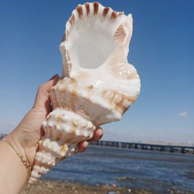 （READYSTOCK ）🚀 Super Large Conch Shell Super Large White Frog Conch White Triton Starfish Fish Tank Landscape Prop Jewelry Can Listen To The Sound Of The Sea YY