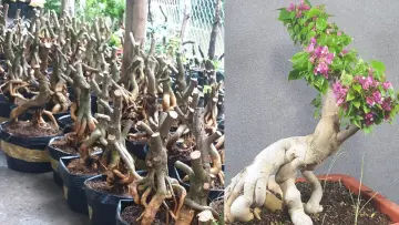 Hoa Giấy Bonsai Giá Tốt T08/2024 | Mua tại Lazada.vn