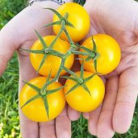 เมล็ดพันธุ์ มะเขือเทศ โกลเด้นจูบิลี่ (Golden Jubilee Tomato Seed) บรรจุ 30 เมล็ด คุณภาพดี ของแท้ 100%