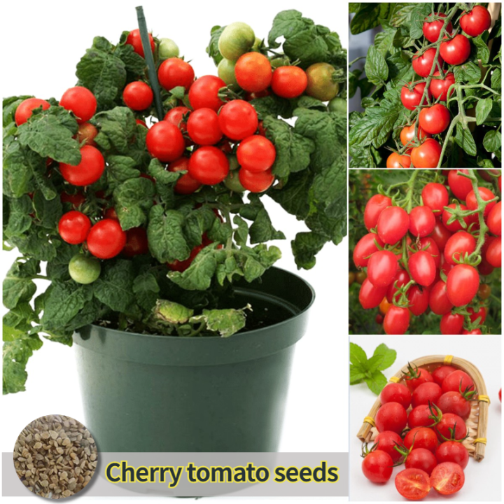 [Easy to grow in Malaysia] 200pcs Hybrid Sweet Cherry Tomato Seeds