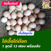 ไข่เชื้อไก่​ต๊อก สำหรับการฟัก 15 ฟอง