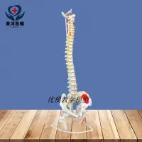 1:1 adult human spine model practice medicine bonesetting cervical lumbar spine bone model skeleton model