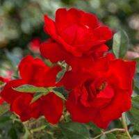 10 เมล็ด Rose Seeds เมล็ดพันธุ์ กุหลาบพวง ราชินีแห่งดอกไม้ สัญลักษณ์ความรักและโรแมนติก สายพันธุ์ กุหลาบฟลอริบันด้า Foribunda สีแดงสด