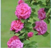 30 เมล็ดพันธุ์ กุหลาบมอญ สีโอรส Rose seed ดอกใหญ่ ดอกหอม นำเข้าจากต่างประเทศ พร้อมคู่มือ เมล็ดสด ใหม่