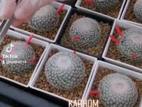 (โปร++) เมล็ด mammillaria lenta เมล็ดเก็บสด ส่วนลด เมล็ดพันธุ์ พันธุ์ข้าว เมล็ดหญ้า เมล็ดข้าวโพด